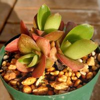 火祭り,ビアホップ ,多肉植物,紅葉する多肉,多肉初心者の画像