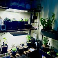 アガベ,アデニウム,パキポディウムグラキリス,多肉植物,観葉植物の画像