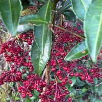 マンリョウ,万両,ヤブコウジ(十両),今日のお花,常緑小低木の画像