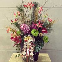 サクラ,グロリオサ,グロリオサ,カラテア・ランキフォリア,ジュウガツザクラの画像