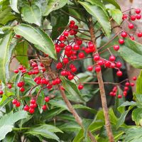マンリョウ,花のある暮らし,小さな幸せ♡,今日のお花,熊本からの画像