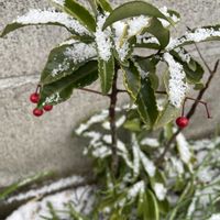 万両,アナベル,雪景色,植中毒,植物は癒しの画像