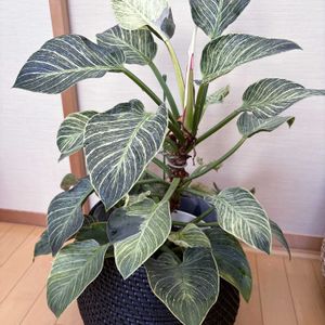 フィロデンドロン・バーキン,鉢カバー,リビング・ダイニングの画像