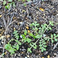 ネモフィラの画像