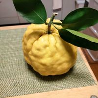 ユズの画像