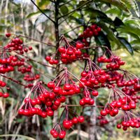 センリョウ,マンリョウ,ヤブコウジ,アリドオシ,ミヤマシキミの画像