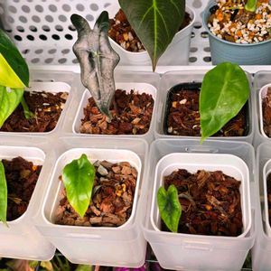 斑入り,アロカシア,アロカシア・ブラックベルベット,マドカズラ　ミント,観葉植物の画像