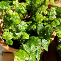 ローズマリー,火祭り,パープルヘイズ,プミラ,プミラの画像