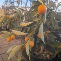 スパティフィラム,パンダスミレ,植中毒,可愛い❤,私の癒し♡の画像