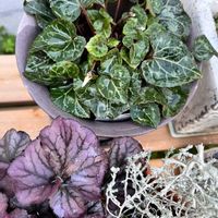 プラチーナ,ヒューケラ,水仙,コニファー ブルーアイス,ツタンカーメンの画像