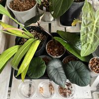 アロカシア,観葉植物,成長記録,アロイド,アロカシア　小芋栽培の画像