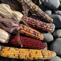 とうもろこし,グラスジェムコーン,トウモロコシ,実♡,☆携帯撮影☆の画像