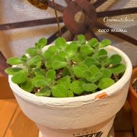 アロマティカス,ドルフィンネックレス,キュンキュン乙女倶楽部,HTC,富山支部の画像