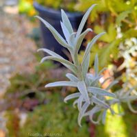 ヘリクリサム,ヘリクリサム！,引きこもリストの画像