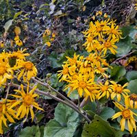 ツワブキ,ツワブキ,カマキリ.,多年草,キク科の画像