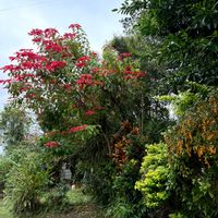 ポインセチア,クロトン,奄美大島,お出かけ先の画像