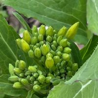 カブ,赤かぶ《もものすけ》,カブの花,カブの花,赤かぶの画像