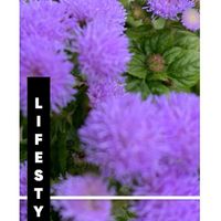 アゲラタム,ダンギク,爛漫なでしこ,紫色の花,チーム紫の画像