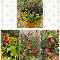 カタバミ,万両（まんりょう）,花のある暮らし,チュンチュン,おうち園芸の画像