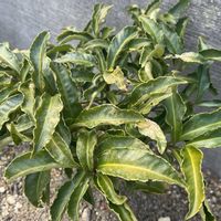 イエローサルタン,ハボタン,マンリョウ,ニゲラ トランスフォーマー,ゴデチアの画像