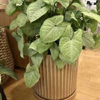 シンゴニウム,鉢植え,リビング・ダイニングの画像