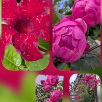 キク,バラ,バラ,マンデビラ,パンジーの画像