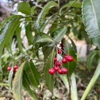 ブルーサルビア,マンリョウ,パンジー,今日のお花,キュンキュン乙女倶楽部の画像