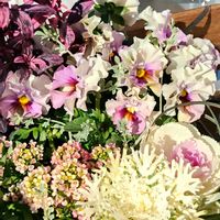 アリッサム,アリッサム,キンギョソウ,キンギョソウ,ハボタンの画像