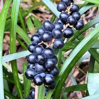 ヤブランの画像