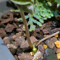 カンアオイの画像