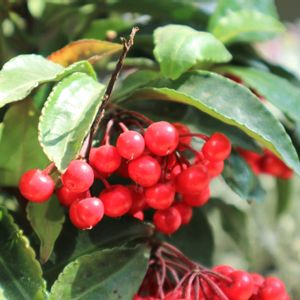 マンリョウ,温室,赤い実,常緑樹,今日のお花の画像