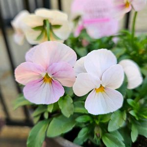 ときめきビオラ,ときめきビオラ ブルーミングピンク,鉢植え,明るい日陰,プランターの画像