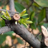 サツキ,新芽,産毛,お出かけ先の画像