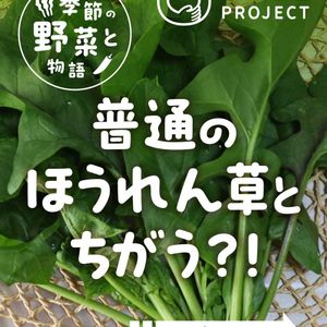 次郎丸ほうれん草,治郎丸ほうれん草,冬野菜,在来種,固定種の画像