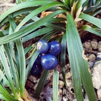 リュウノヒゲ,リュウノヒゲ,花のある暮らし,植物好き,自然の不思議の画像