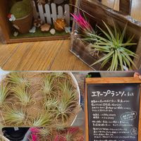 チランジア,イオナンタ フエゴ,イオナンタ セレクタ,お迎え記録,繋がりに感謝✨の画像