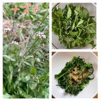 ナズナ,山野草,神奈川県,山野草大好き協会,野草食の画像