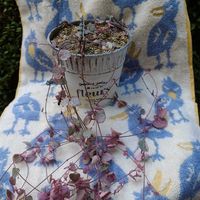 ハートカズラ,アエオニウム　ミルクホワイト,ずっと一緒,あなたを忘れない,ネックレスの日の画像