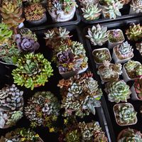 コーヒーの木,多肉植物,観葉植物の画像