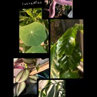 ドラセナ,トラディスカンティア・ゼブリナ,ナスタチウム,ムラサキゴテン,コーヒーの木の画像