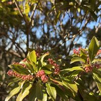 アセビ,樹氷,由布岳登山口,お昼ご飯❤️,山頂豊後富士の画像