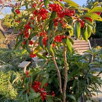 シコンノボタン,ネリネ,ツワブキ(石蕗),さざんか,マンリョウ(万両)の画像