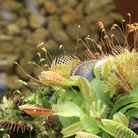 マンリョウ,ハエトリグサ,フクロユキノシタ,食虫植物　ハエトリグサ,苔の花（胞子体）の画像