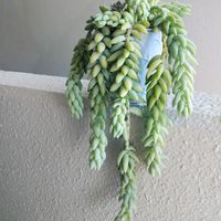 ディスキディア,トラディスカンティア,ヘデラ スィートハート,ヘデラ サーク,タマツヅリの画像