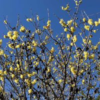 ロウバイ,紅梅,白梅,ギョリュウバイの画像