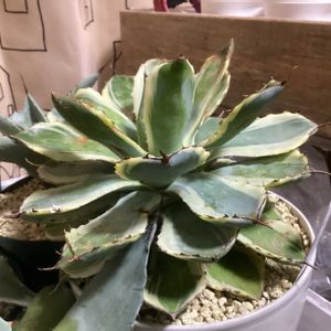 吉祥冠錦,アガベチタノタ白鯨,アガベチタノタblack&blue,アガベチタノタ小島白刺狂刺,パキポディウムラメレイvarラモサムの画像