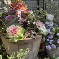 アジュガ,アジュガ,セキショウ,セキショウ,コプロスマの画像