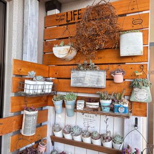 多肉植物,ベランダガーデニング,花のある暮らし,no green no life,多肉植物のある暮らしの画像