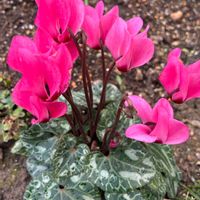 シクラメン,ナデシコ,ハツコイソウ,ギョリュウバイの画像