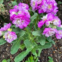 キンギョソウ,ナデシコ,カルーナ,八重咲きストックの画像